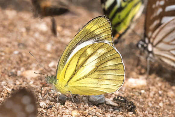 Cepora nadina-0113 - Chiang Dao - 11/03/23