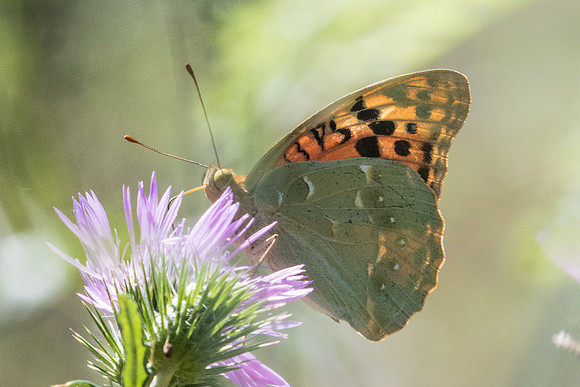 Argynnis pandora-7207