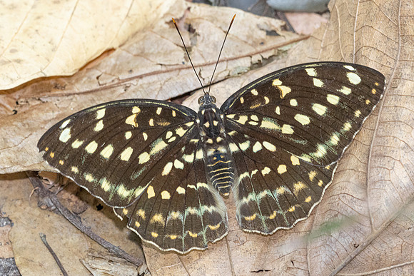 Lexias pardalis-7101 - Doi-Suthep - 28/03/24