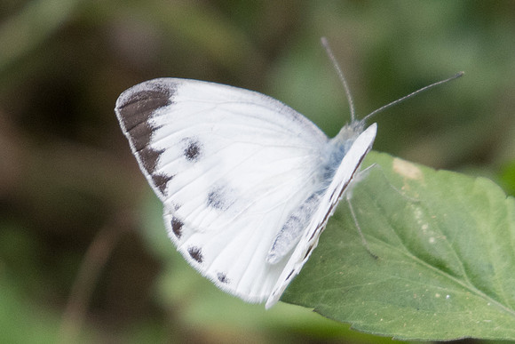 Artogeia canidia-2286- Chiang Dao  - 11/03/23