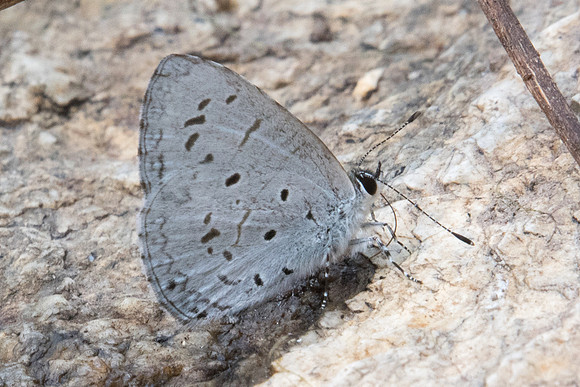 Celatoxia marginata-0843 - Doi-Suthep - 7/03/23