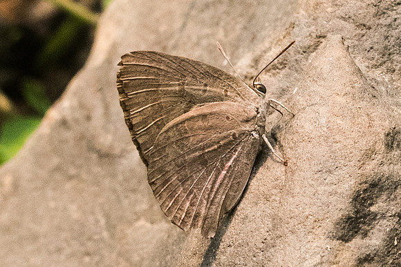 Arhopala alax-4379  - Chiang Dao - 12/03/23