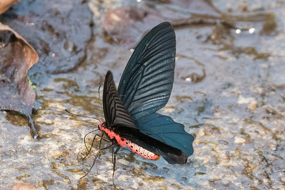 Atrophaneura aidoneus-6610 - Doi-Suthep - 10/03/23