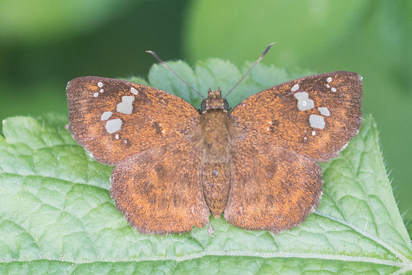 Pseudocoladenia dan-9690 - Chiang Dao - 14/11/23