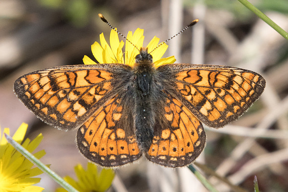 Euphydryas aurinia aurinia-2591 - Barjols - 18/04/19