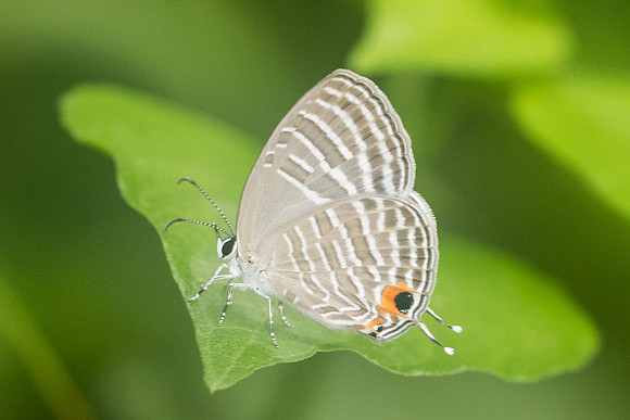 Jamides celano-2152 - Chiang Dao - 17/11/23