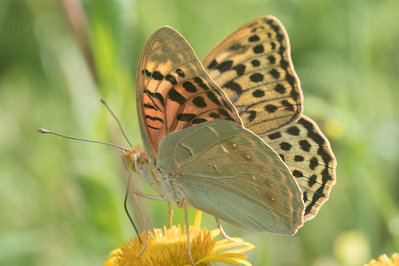 Argynnis pandora -7486 - Venaco - 12/06/23