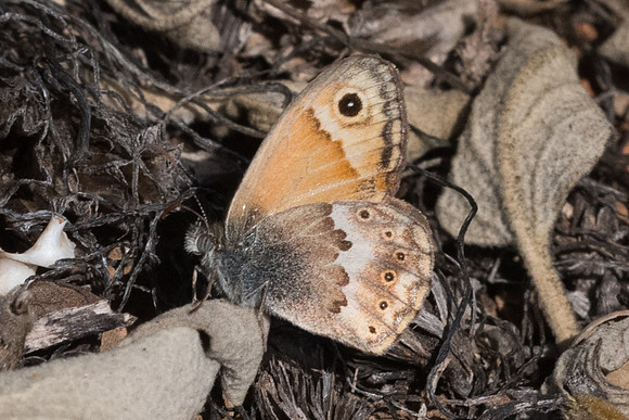 Coenonympha thyrsis-7406