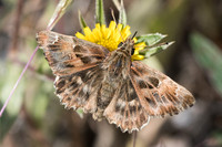 Carcharodus alceae-6228