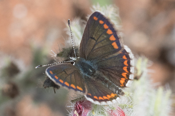 Aricia agestis-5646