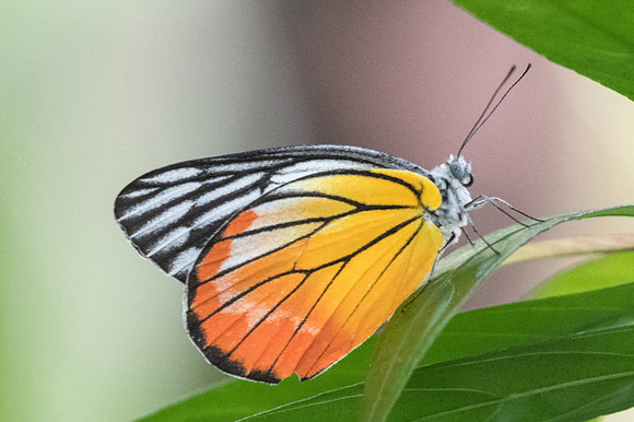 Delias hyparete indica-9502 - Bangkok 22/03/23