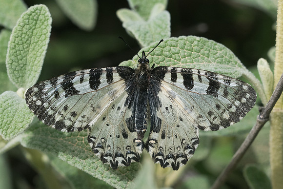 Zerynthia cretica-6669 - Crete - 1/06/23