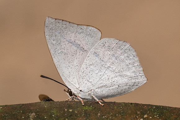 Curetis acuta - 1198 - Chiang dao - 11/03/23
