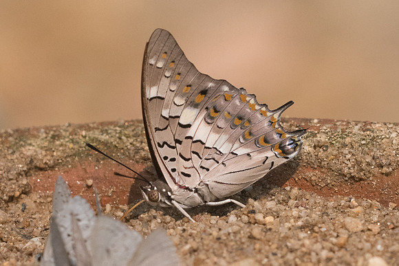 Charaxes solon-9245- Chiang Dao  - 11/03/23