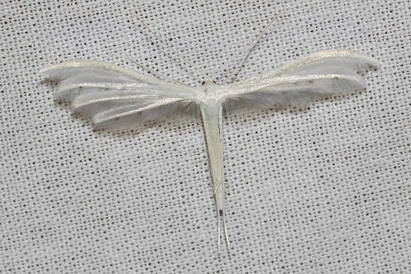 Pterophorus pentadactyla- 8966 - Signes - 5/06/25