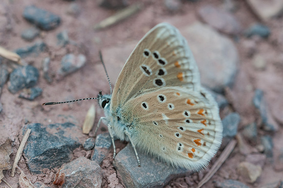 Polyommatus dorylas Fontibre