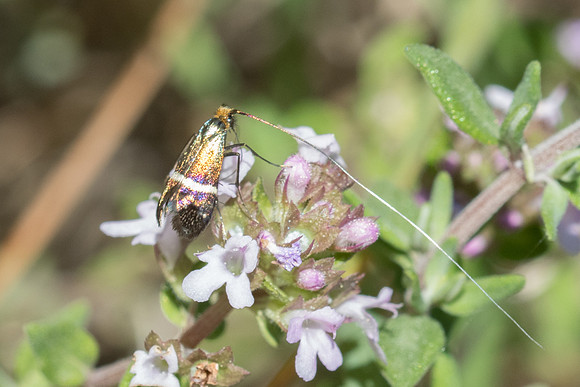 DSC_8818