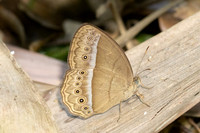 Mycalesis orseis--16 - Jardin d'hivers 960m - 2/02/26