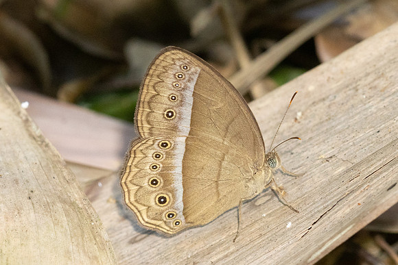 Mycalesis orseis--16 - Jardin d'hivers 960m - 2/02/26