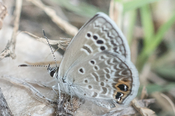 Hemiargus isola-2141