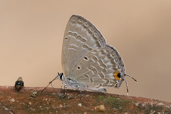 Catochrysops strabo-2439- Chiang Dao - 11/03/23