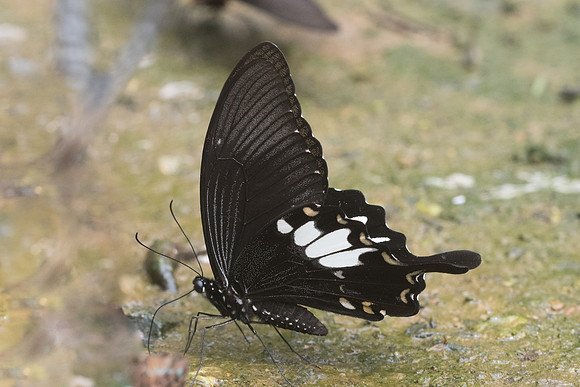 Papilio nephelus-0024 - Chiang Dao - 11/03/23