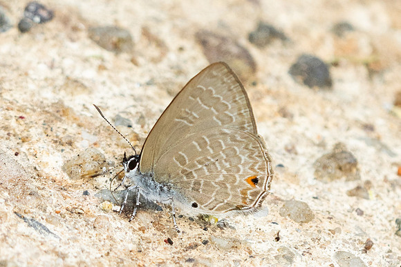 Anthene emolus-6517 - Doi Suthep - 28/03/25
