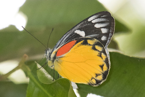 Delias descombesi descombesi-4164 - Chiang Mai 8/03/23