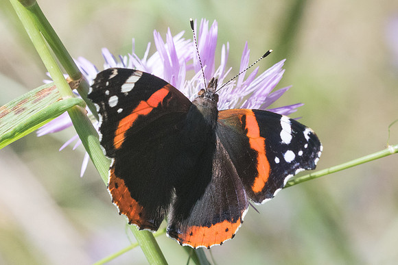 Vanessa atalanta-7086