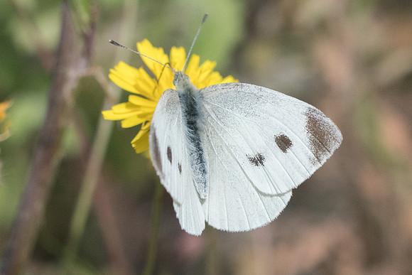 Pieris rapae-6637