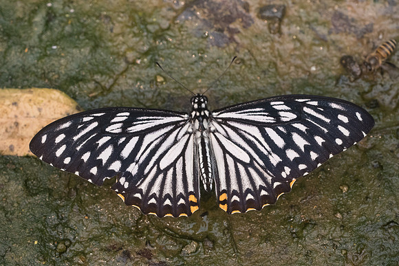 Papilio clythia-3453 - - Chiang Dao  - 12/03/23