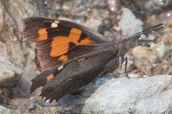 Libythea celtis-9270 - Vivario - 17/06/23