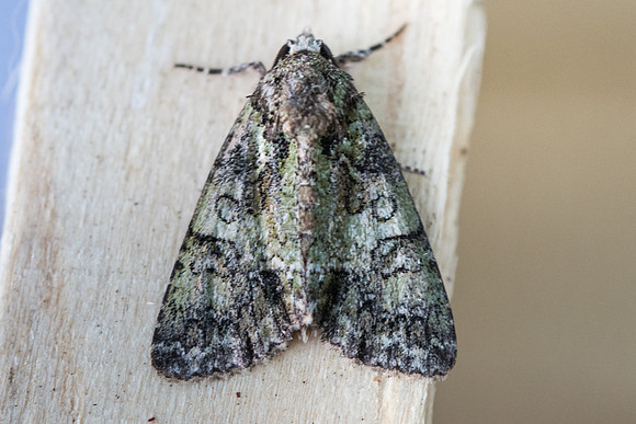 Polyphaenis sericata-9625