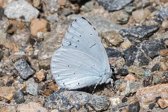 Celastrina argiolus-7145