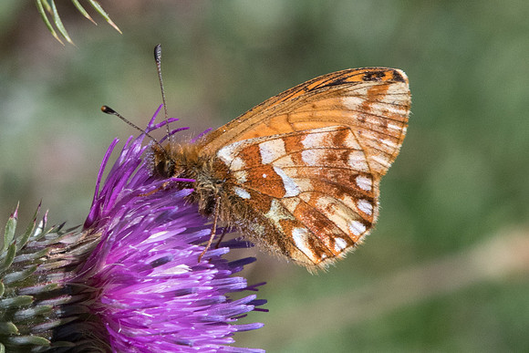 Boloria pales-1233