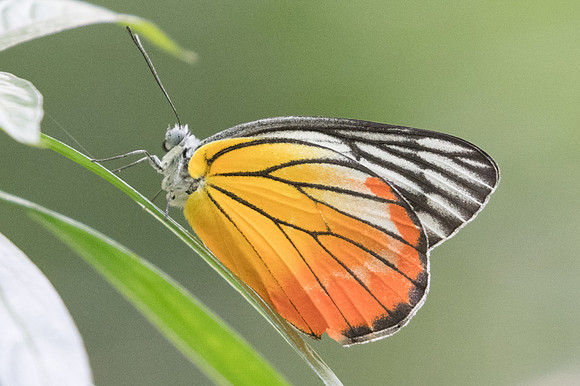Delias hyparete indica-9476 Bangkok 22/03/23