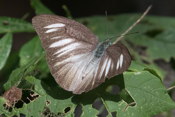 Appias lyncida eleonora-9453 - Koh Samui - 16/03/23