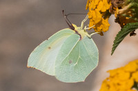 Gonepteryx cleopatra-7368