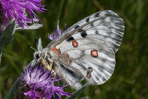 Parnassius apollo-6502