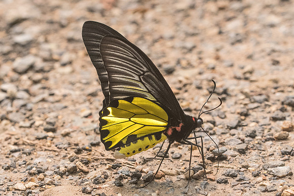 Troides aeacus aeacus id--3991 Chiang Dao - 12/03/23