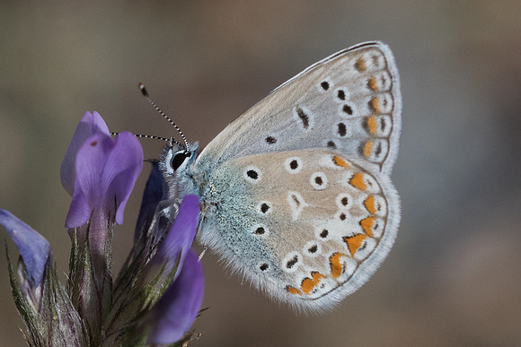 Polyommatus icarus-6262