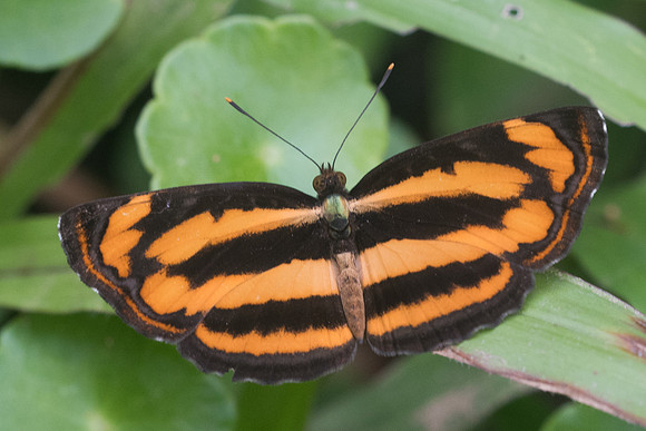 Pantoporia hordonia id--1869 - Chiang Dao - 16/11/23