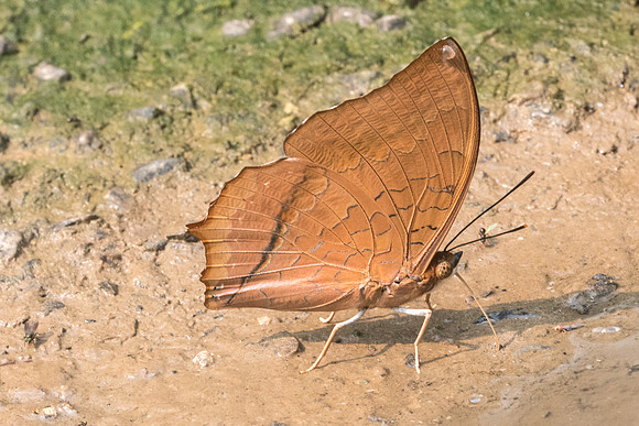 Charaxes aristogiton aristogiton-8891- Chiang Dao  - 11/03/23
