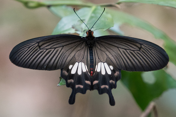Pachliopta aristolochiae-6968 - Doi Suthep - 10/03/23