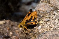 Taractrocera archias-2811 Doi Suthep - 8/03/23