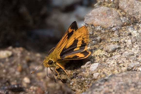 Taractrocera archias-2811 Doi Suthep - 8/03/23