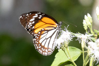 Danaus melanippus-9 - Betong - 2/02/26