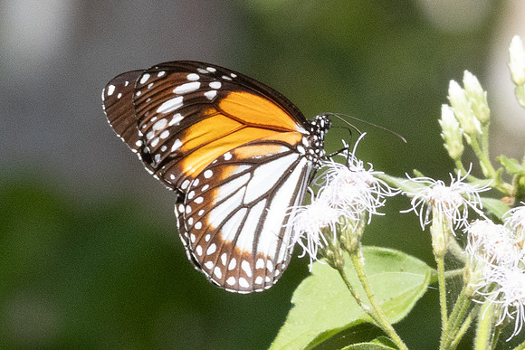 Danaus melanippus-9 - Betong - 2/02/26