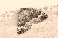 Colostygia aptata - 5557 - Err - 19/07/23