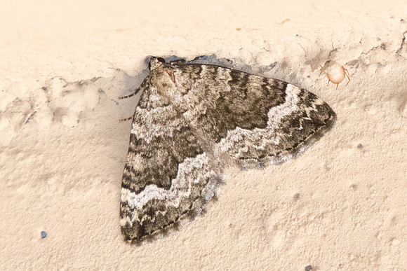 Colostygia aptata - 5557 - Err - 19/07/23